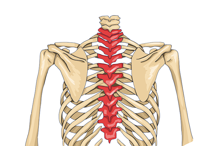 The thoracic region is supported by the ribs which completes the thorax cavity where the heart and lungs are contained
